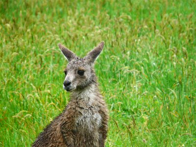 Animal marsupial wildlife