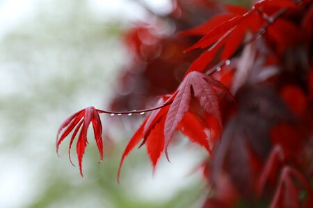 Leaf flowers autumn