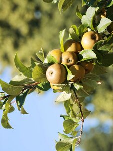 Apple orchard nature