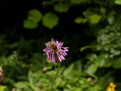 Grass summer green bee photo