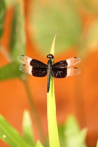 Dragonfly nature life photo