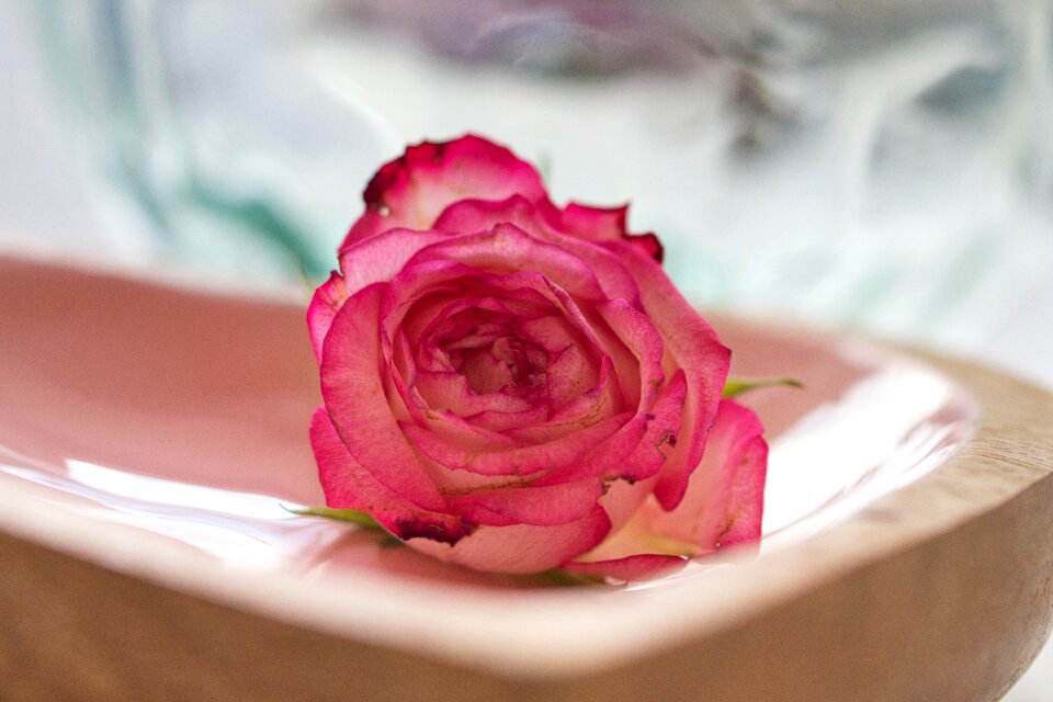 Bloom love pink