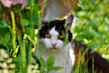 Cat face cat's eyes animal
