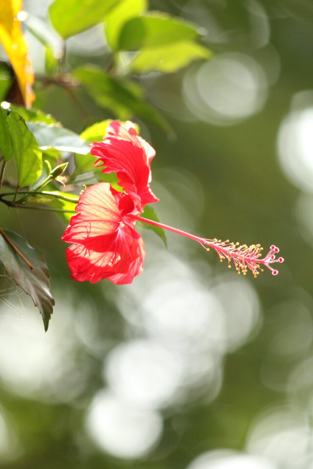 Malvaceae mallow blossom