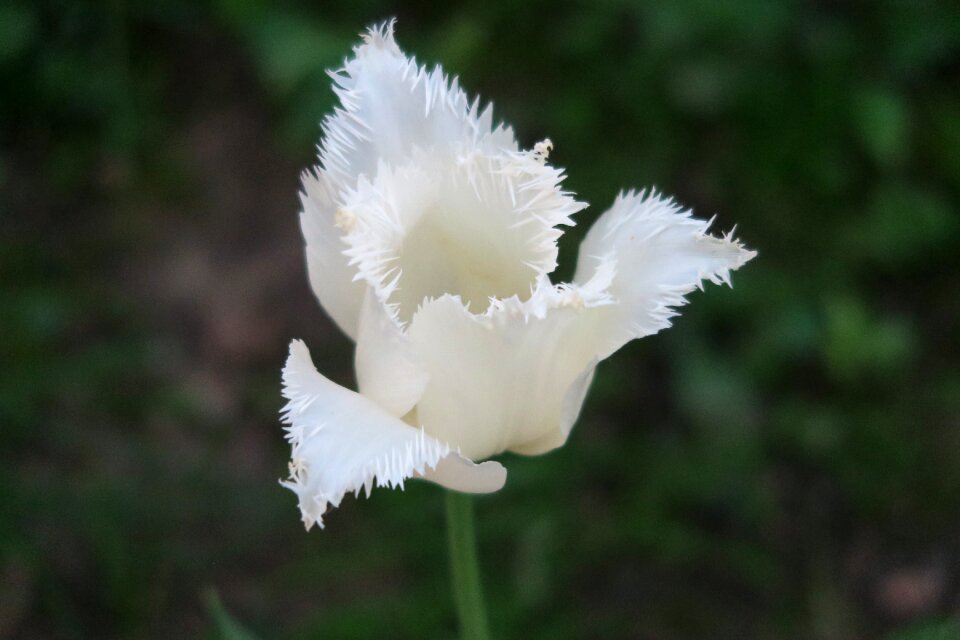 Flowers tulip white flowers