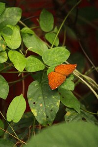 Wing nature gold