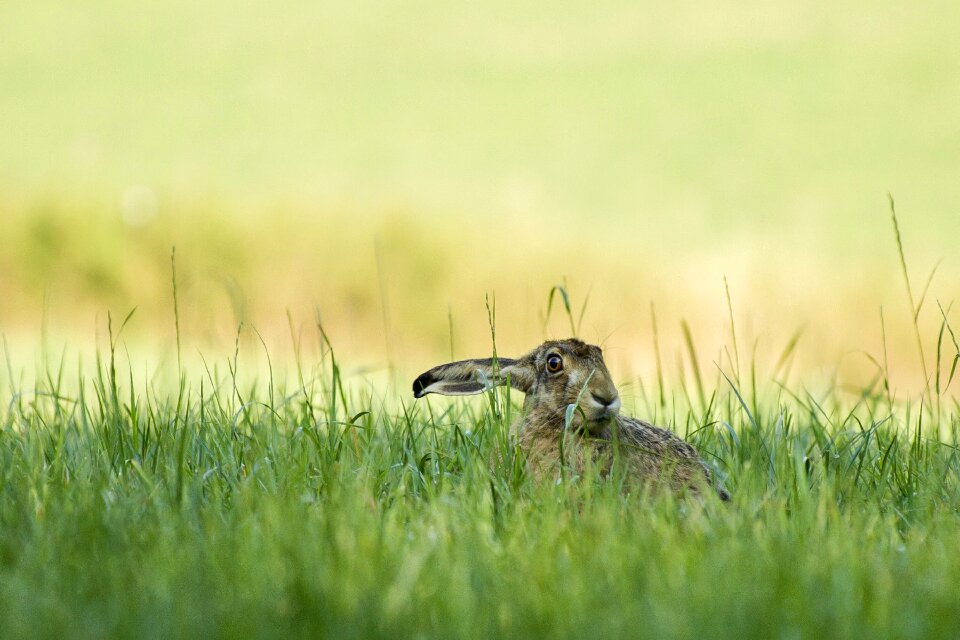 Rabbit summermorning wildlife