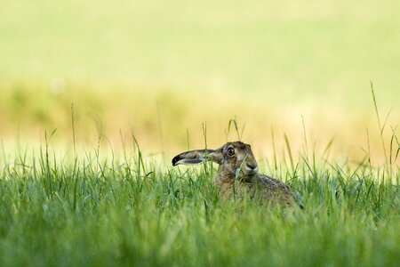 Rabbit summermorning wildlife photo