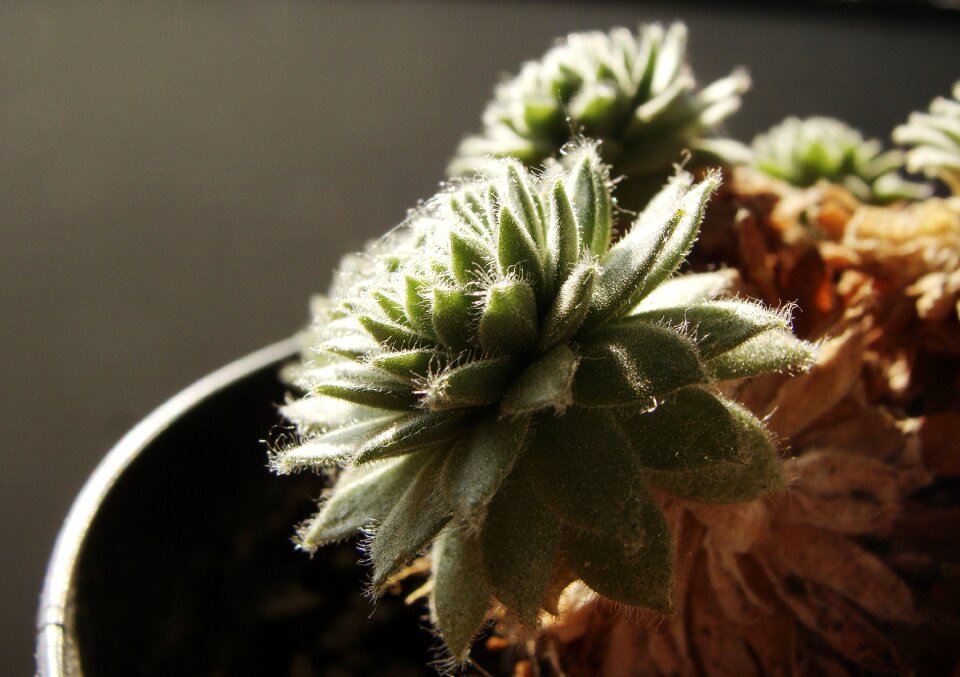 Floral botanical cacti