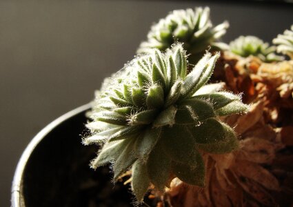 Floral botanical cacti