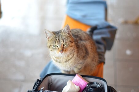 Cat grumpy cat animals