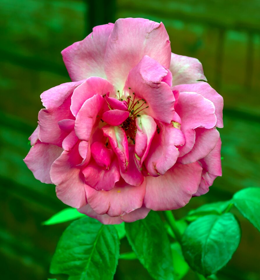 Pink bloom nature