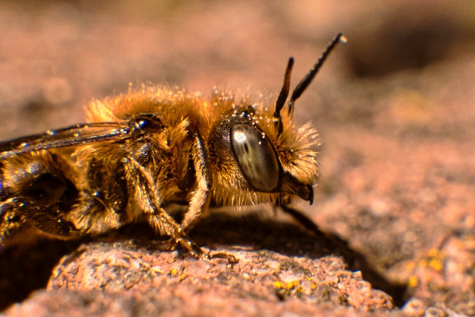Close up bee fluffy