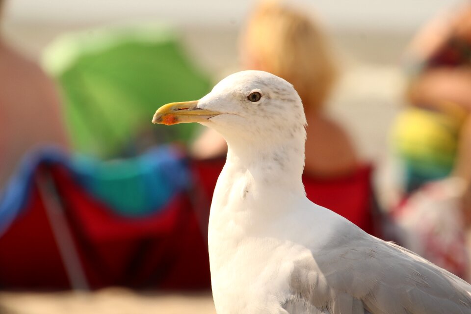 Flying beach close up