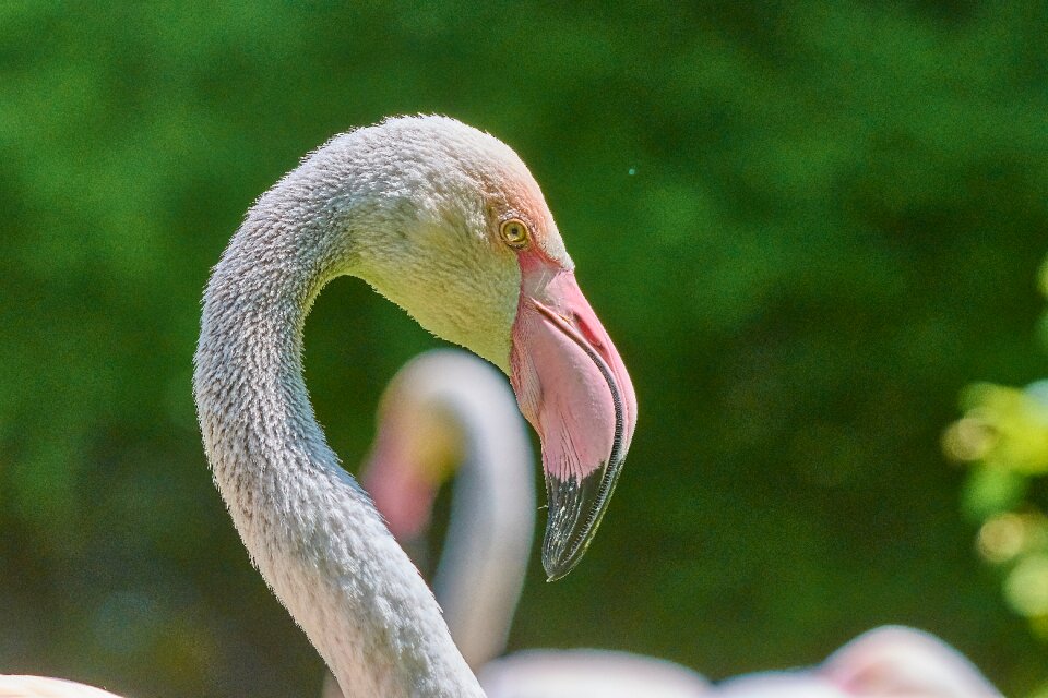Nature zoo water bird