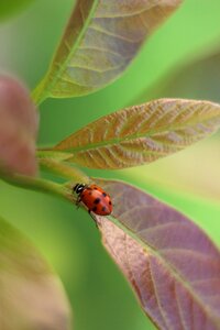 Insect coccinellida bug