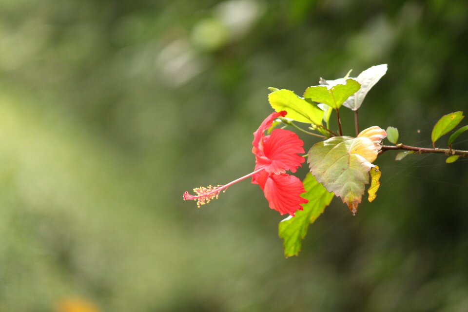 Garden flower color