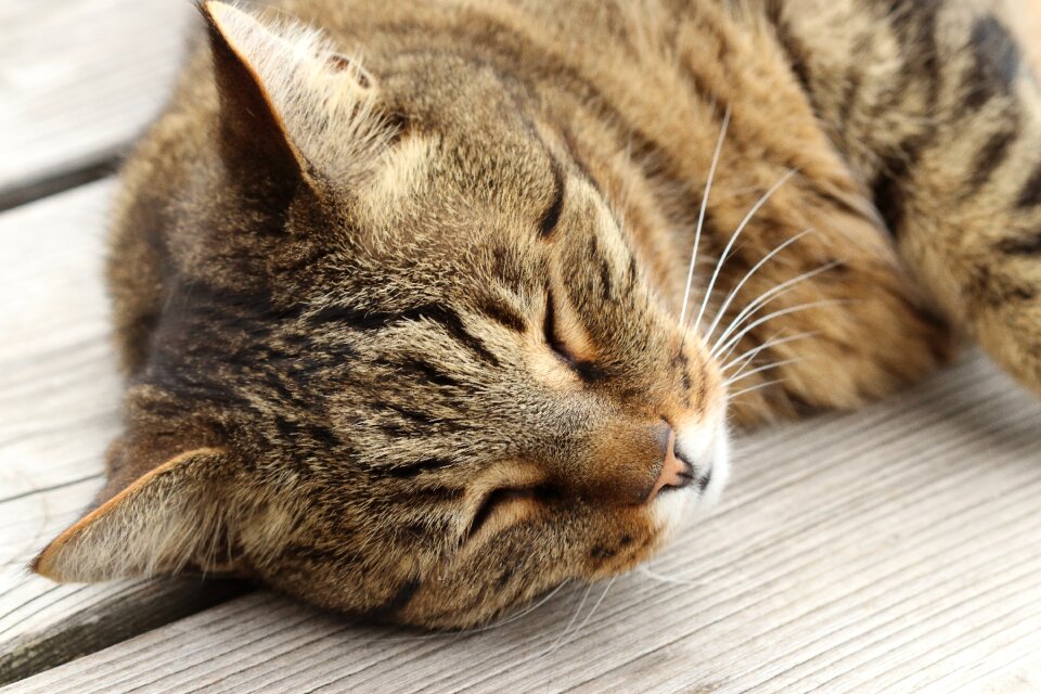 Portrait pets hair