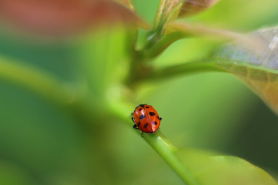 Insect coccinellida bug
