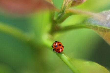 Insect coccinellida bug