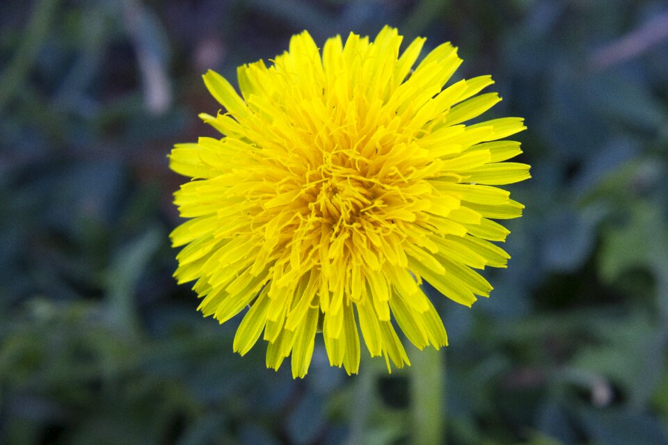 Nature field grass