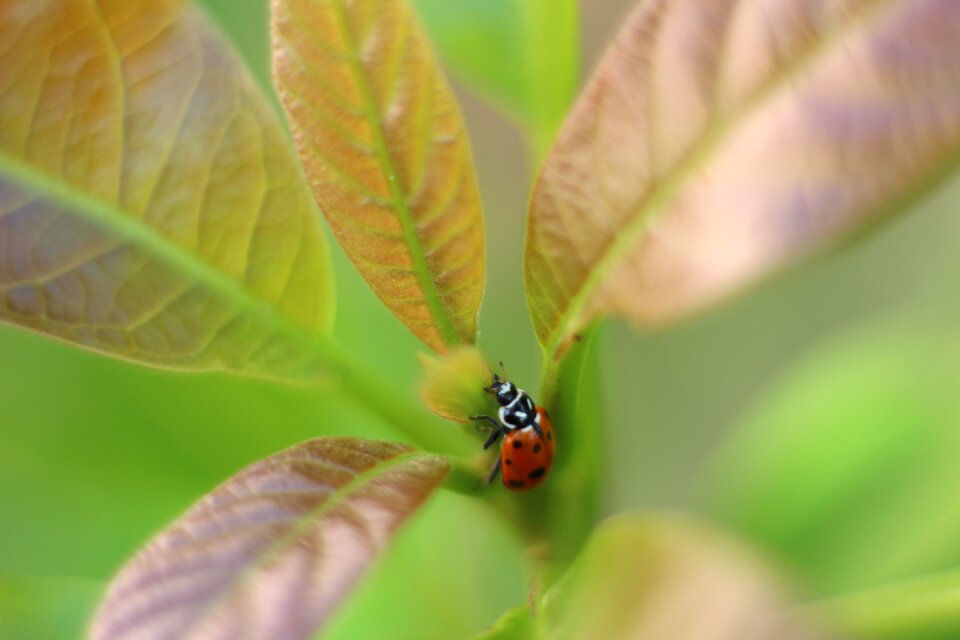 Insect coccinellida bug