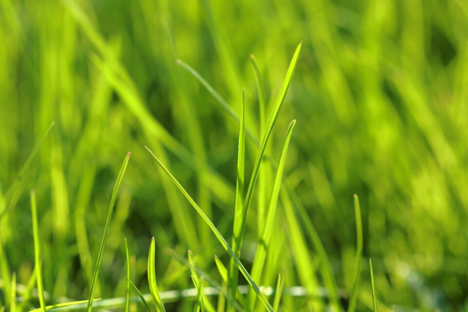 Blades of grass bright plant