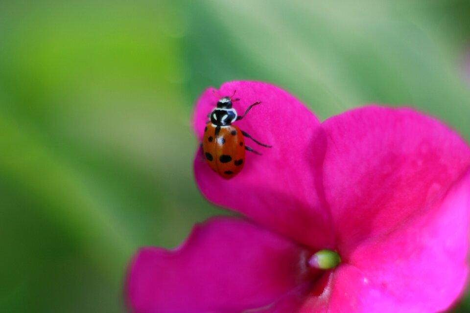 Insect coccinellida bug