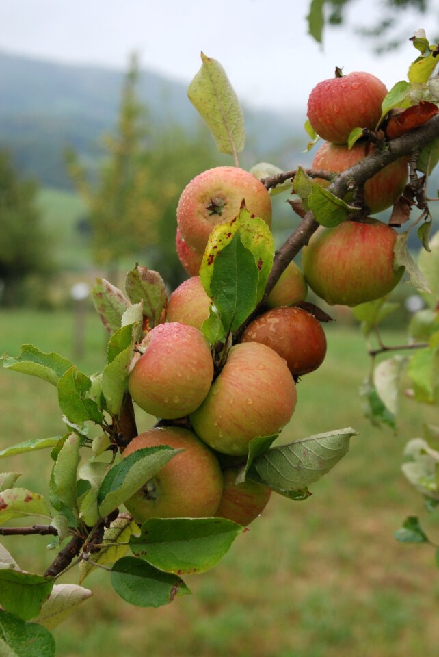 Cake apple orchard apple