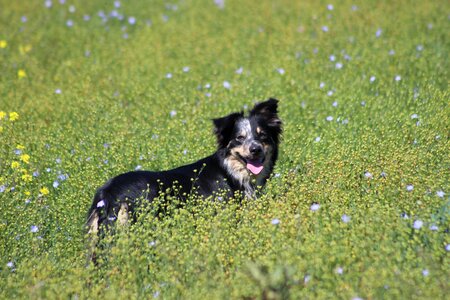 Collie summer green border