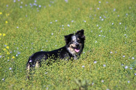 Collie summer green border photo