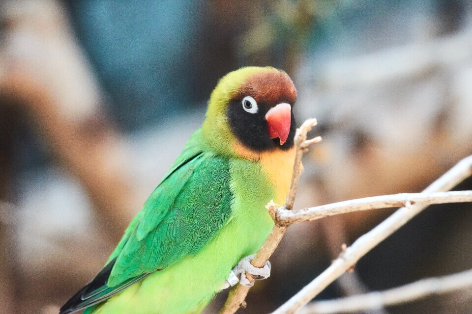 Colorful plumage color