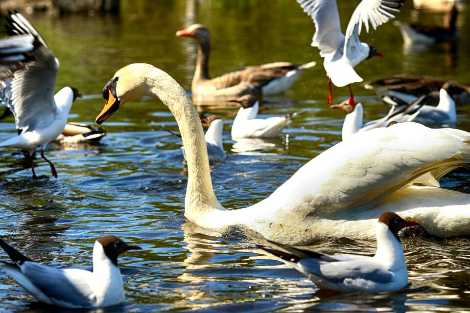 Nature bird wildlife