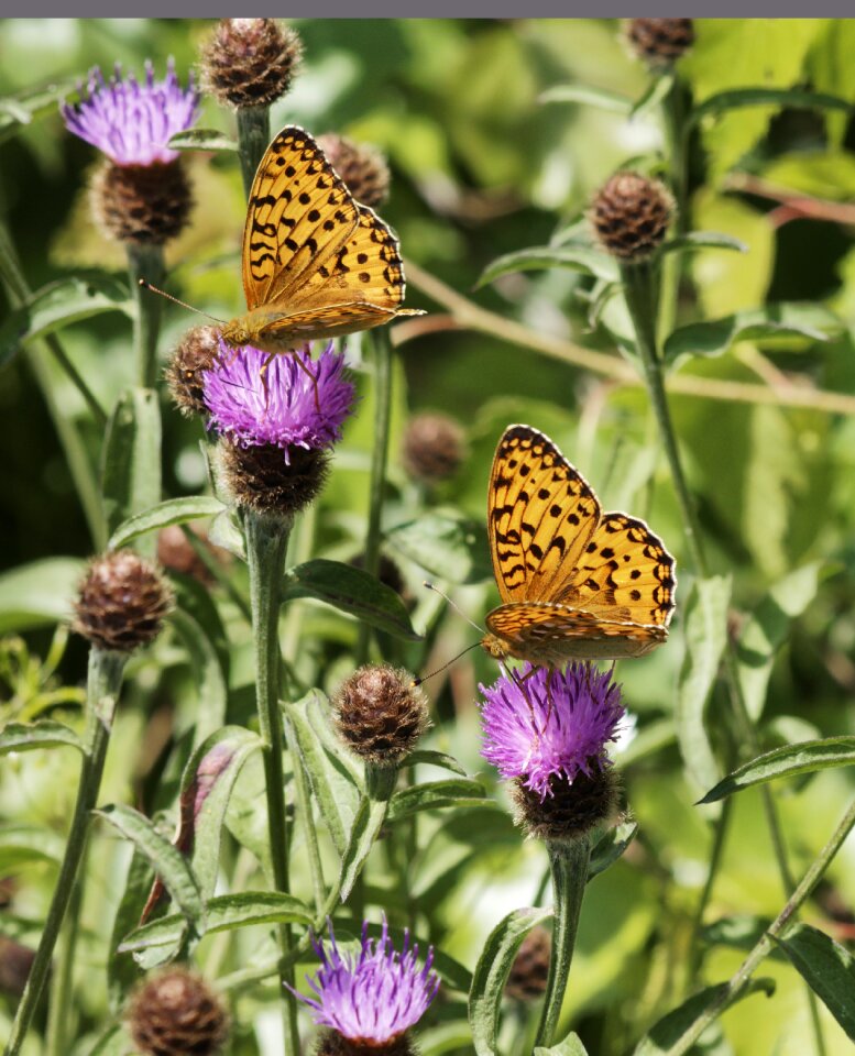 Statistics fabriciana niobe insects