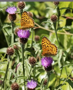 Statistics fabriciana niobe insects