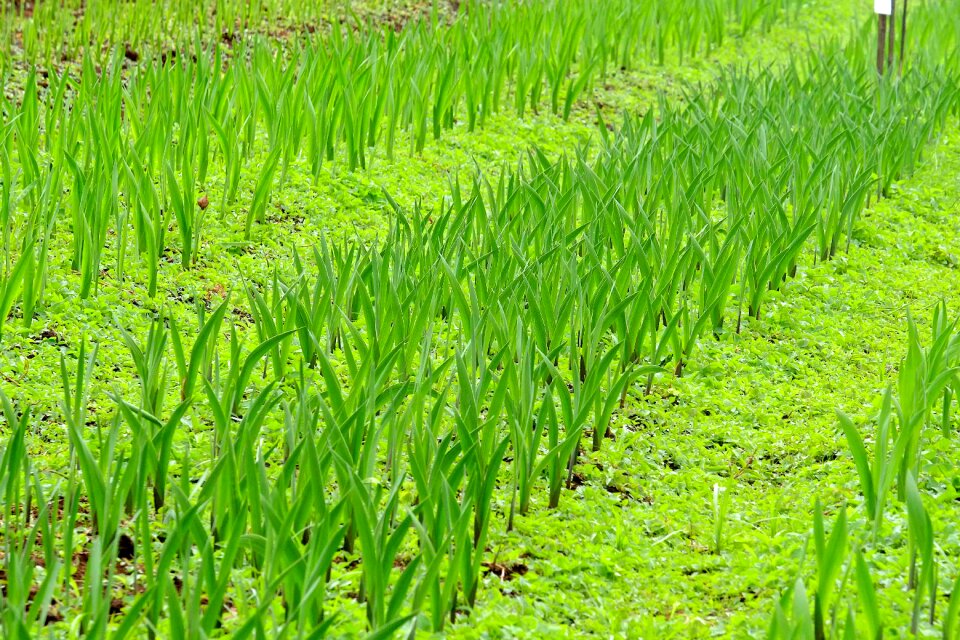 Field agriculture green growth