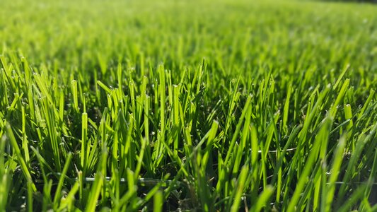Meadow background lying