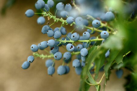 Nature sweet autumn