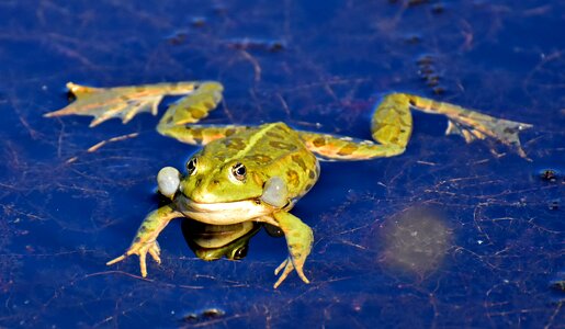 Water frog frog pond high photo