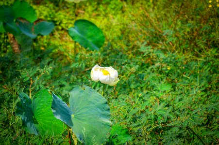 White lotus flower nature lotus