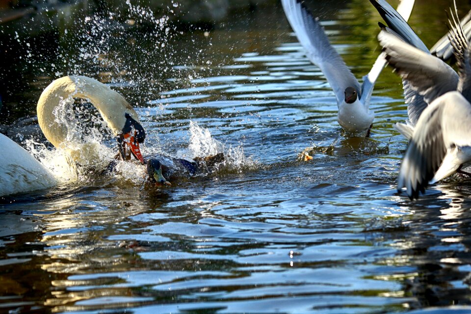 Nature bird wildlife