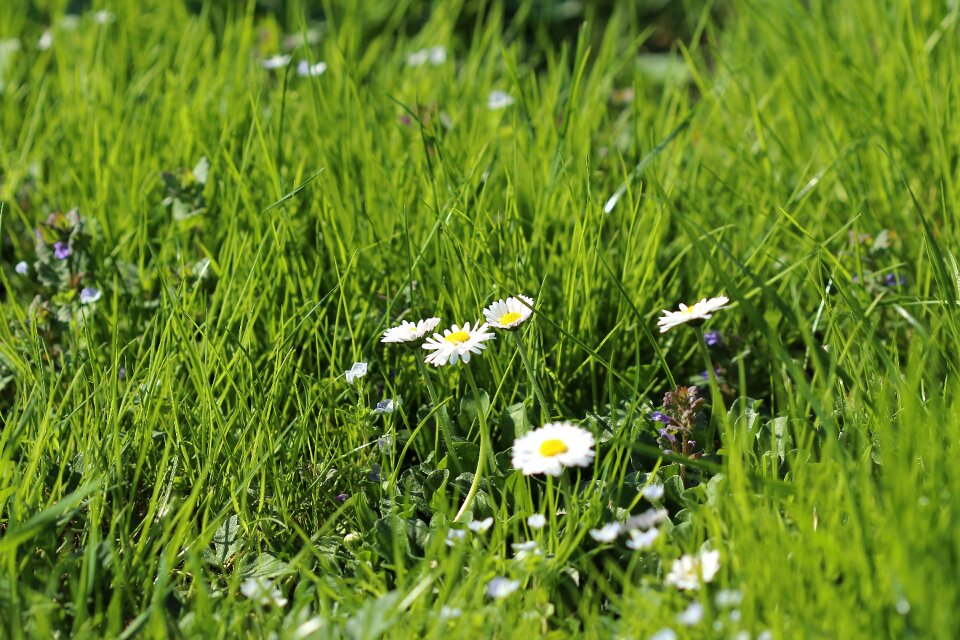 Blossom bloom green