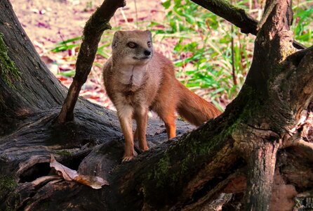 Guard males fur