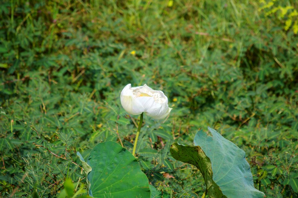 White lotus flower nature lotus photo