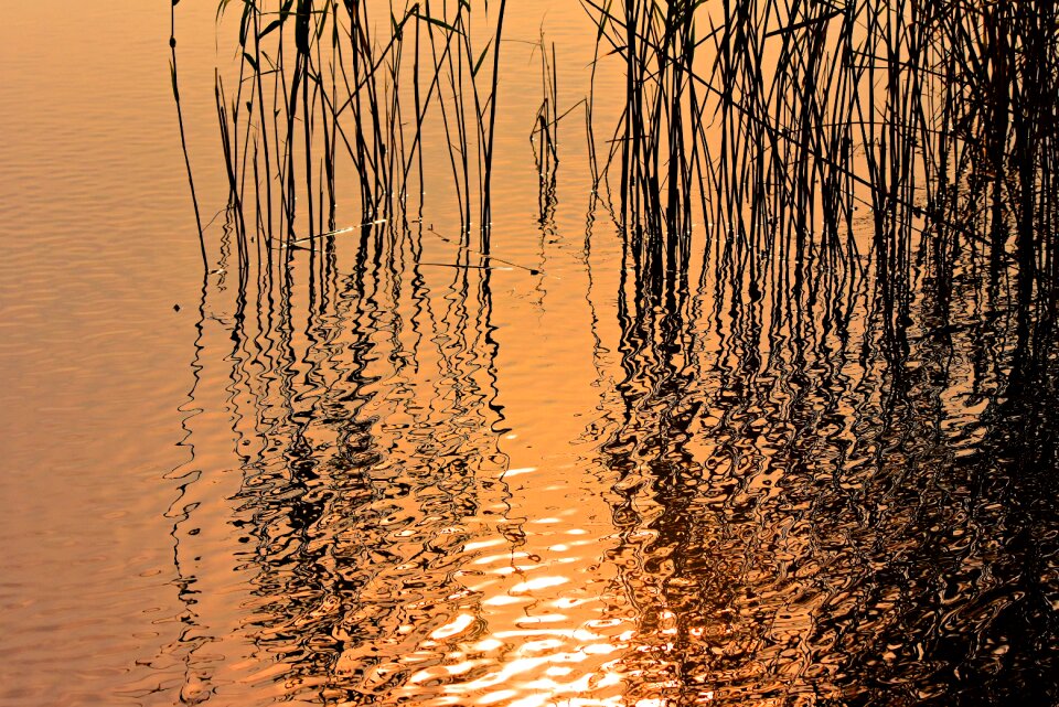 Water aquatic vegetation silhouette
