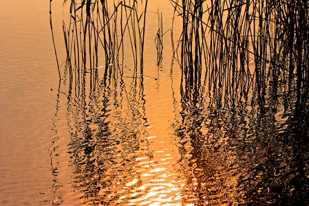 Water aquatic vegetation silhouette photo