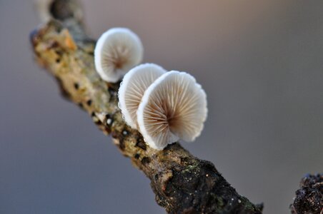 Forest mushrooms forest floor