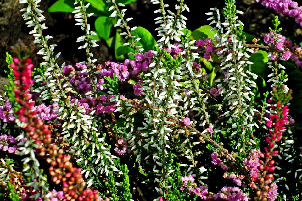 Garden nature flourishing
