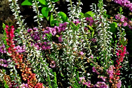 Garden nature flourishing