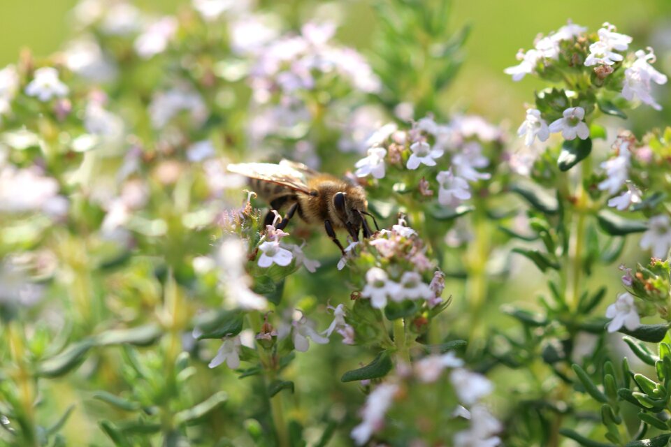 Close up honey bee sprinkle